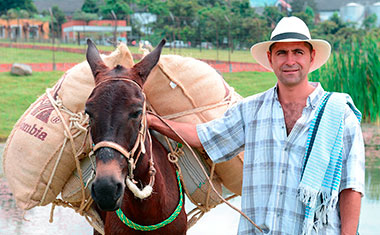 Arabica de Colombie