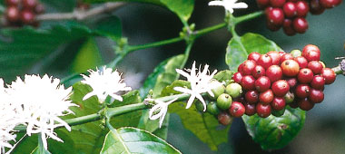 Cerrado du Brésil